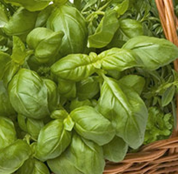 Kräuter aus dem Klostergarten